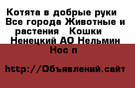 Котята в добрые руки - Все города Животные и растения » Кошки   . Ненецкий АО,Нельмин Нос п.